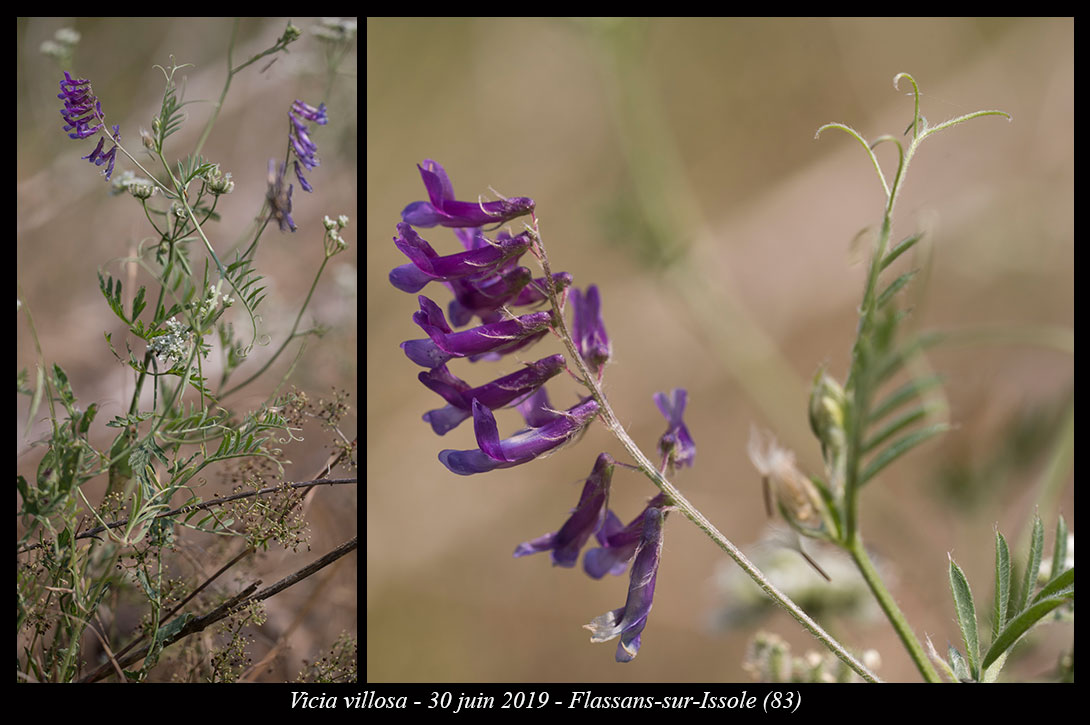 Vicia villosa
